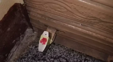 حملة أمنية بالإسكندرية تغلق 4 مقاهي وتفرض غرامات 3000 جنيه بسبب مخالفات قانونية 1